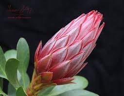 Protea Cynaroides Little Prince Protea Flower Protea Plant Art