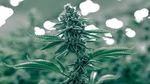Check spelling or type a new query. Leaving Grow Lights On 24 Hours Killer Yield Or Yield Killer Grow Light Info