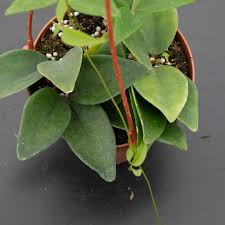 Image result for Nesaea sarcophylla