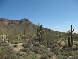 Foothills of sonora — this was shreve's seventh subdivision of the sonoran desert. The Desert Dilemma American Forests