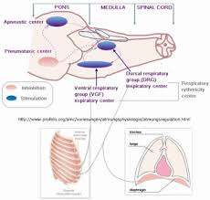 เหงือก (gill) เป็นพื้นที่หายใจของสัตว์น้ำหลายประเภทตั้งแต่สัตว์ใหญ่ เช่น ปลา ไปจนถึง กุ้ง หอย ปลาดาว à¸£à¸°à¸šà¸šà¸à¸²à¸£à¹à¸¥à¸à¹€à¸›à¸¥ à¸¢à¸™à¹à¸ à¸ª Respiratory System