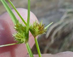 Image result for Cyperus squarrosus