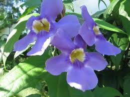 Image result for Thunbergia graminifolia