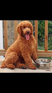 The miniature goldendoodle ( mini doodle ) results from a miniature or toy poodle crossed with a golden retriever. How To Groom A Goldendoodle Teddy Bear Cut Arxiusarquitectura