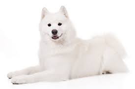 Samoyed Dog Breed Information