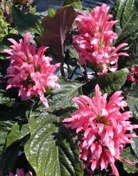 Image result for Justicia carnea