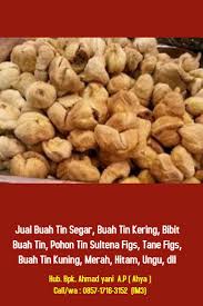 Nikmati video buah tin in english eksklusif serta film populer dan acara tv. Pin Di Kami Adalah Jual Buah Tin Segar Kering Paling Murah Di Jawa Tengah 0857 1716 3152 Im3