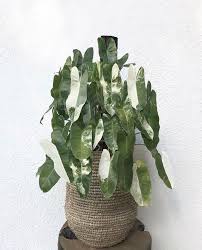 Always Love A Good Burle Marx Philodendron But Variegated Trained On A Totem Craigmilran Philodendron Plants Plant Design