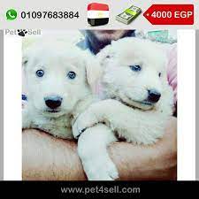 مصر القاهرة جروين وايت جيرمن لونج هير 45 يوم متطعمين ثماني كسحه وجمجمة وتقليب عالي شراسه فطريه ومبيخافوش من حاجه pet4sel polar bear labrador retriever dogs