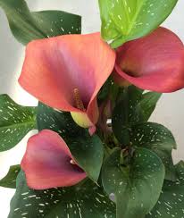 Bevor es ans überwintern der calla geht, sollten sie, sofern ihre calla den sommer im garten oder auf dem balkon verbracht hat, den richtigen zeitpunkt zum reinholen ins haus nicht verpassen. Calla Uberwintern Tipps Und Tricks Focus De