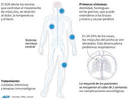 Afección rara por la que el sistema inmunitario del cuerpo ataca los nervios fuera del encéfalo y la médula espinal. Sindrome De Guillain Barre Como Detectar A Tiempo Este Trastorno Segun La Oms Peru Gestion