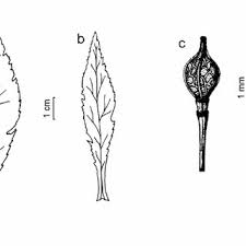 Image result for Crambe kilimandscharica