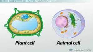 Check spelling or type a new query. Animal And Plant Vacuole Download Scientific Diagram