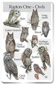 Owl Types Handy Little Poster For Identifying Northern Hemisphere Owls Owl Barred Owl Horned Owl