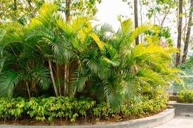 Image result for Dypsis
