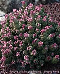 Image result for Monadenium