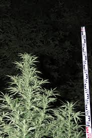 Online megint 17 videók letöltése egyszerűen és gyorsan akár mobiltelefonra is mp4 és mp3 formátumban a legnagyobb videó megosztó oldalakról mint a youtube, videa, indavideo, facebook. Nyolc Drogdilert Fogtak El A Siofoki Rendorok 74nullanulla Hu Magazin