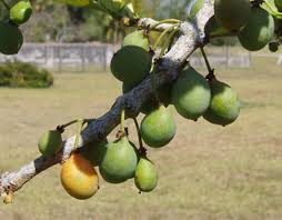 Image result for Garcinia livingstonei