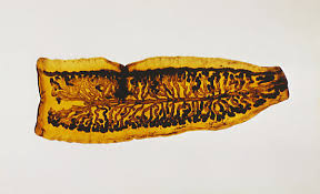 Image result for Beef Tapeworm