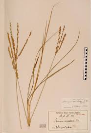 Image result for Alloteropsis semialata