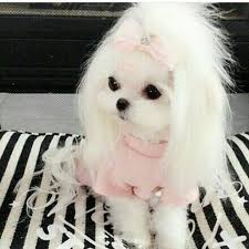 Beautiful Not Sure She Is Real Sevimli Hayvan Yavrulari Sevimli Kopek Yavrulari Yavru Kopek