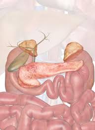 Image result for pancreas)