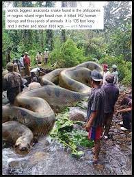 Medusa est un python réticulé (malayopython reticulatus pour les scientifiques :d). Quel Est Le Serpent Le Plus Venimeux De L Amazonie Quora