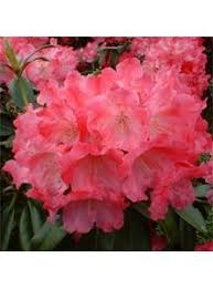 Rhododendron Yakushimanum Morgenrot