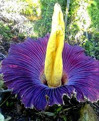 Remember the frenzy surrounding the chicago botanic garden's stinky corpse flower (aka spike) the pollen used to produce alice's fruit came from spike and stinky (the denver botanic garden's. Titan Arum Corpse Flower Fruits N Flowers Facebook