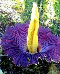 As many of you know, we manually pollinated alice's flowers on the morning of. Titan Arum Corpse Flower Fruits N Flowers Facebook