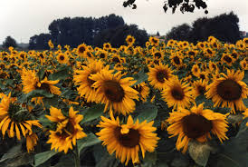 It was released as a promotional single following sheeran's performance at the 2018 brit awards The Flourish Of Songs About Sunflowers Redbrick