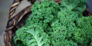Kale can be direct seeded in the garden or started indoors and transplanted into the garden. 10 Tips For Growing Kale How To Harvest Kale From A Garden Or Pot