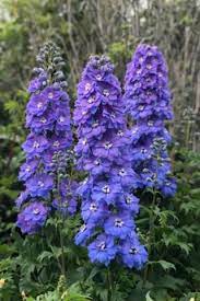 Pin On Larkspur Flower