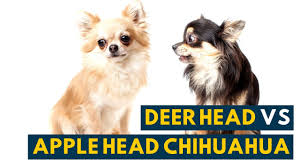 We did not find results for: Deer Head Chihuahua Vs Apple Head Chihuahua How Are They Different Youtube