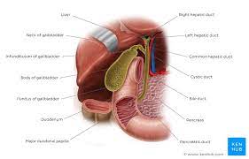 We did not find results for: Biliary System Disorders Symptoms And Anatomy Kenhub