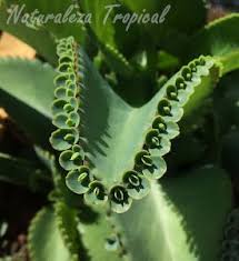 Hijuelos En El Margen De Una Hoja De La Planta Suculenta Kalanchoe Laetivirens Cactus Plants Air Plants Plant Leaves