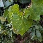 Image result for Rhoicissus tomentosa