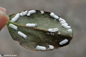 Farineuse ou à carapace, la cochenille est un parasite pour les cultures. Quand Et Comment Lutter Contre Les Cochenilles Pulvinaires Le Jardinoscope Cote Pratique Les Bons Gestes A Faire Au Jardin