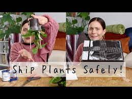 Discover how to pack and send check how to ship plants, flowers, and vegetable seeds in the safest way possible. How To Package Houseplant Cuttings Potted Plants For Shipping How I Package Plant Mail Youtube