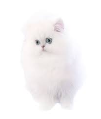 Click here to view persian cats in texas for adoption. Teacup Persian Kittens For Sale In Texas Cfa Pet Silver Chinchilla Persian Cats Tinypersians Com Dallas Tx