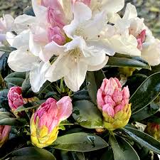 Maybe you would like to learn more about one of these? Yaku Princess Rhododendron 3 Gallon Container Lots Of Plants