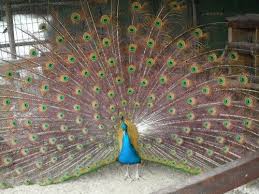 Tavuskusu Peacock Hayvanlar Tavus Kusu