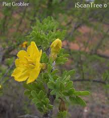 Image result for Rhigozum