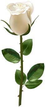 Rose With Stem White Transparent Png Image Amazing Flowers Beautiful Rose Flowers Lotus Flower Pictures