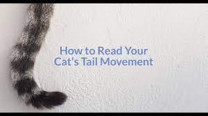 When the cat's tail is puffed up and bristled like a brush, just leave the room. How To Read Your Cat S Tail Movement Cuteness Com Youtube