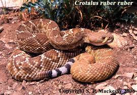Crotalus Ruber Ruber Red Diamond Rattlesnake Red Diamond Rattlesnake Reptile Snakes