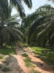 344 19.5 beberapa model kemasan jual madu hutan asal kabupaten kapuas. Tanah Pertanian House For Sale Rumah Untuk Dijual Tanah Pertanian