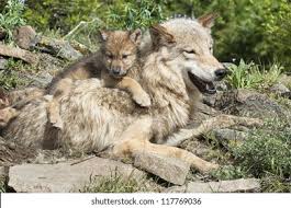 Image result for wolf cub