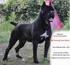 PuppyFind | Cane Corso Italiano Puppies for Sale