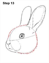 Download bunny face images and photos. How To Draw A Rabbit Head Detail